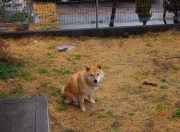 雷火电竞主播-黑马逆袭！蒂亚戈一锤定音，尼斯终结罗马欧战神话