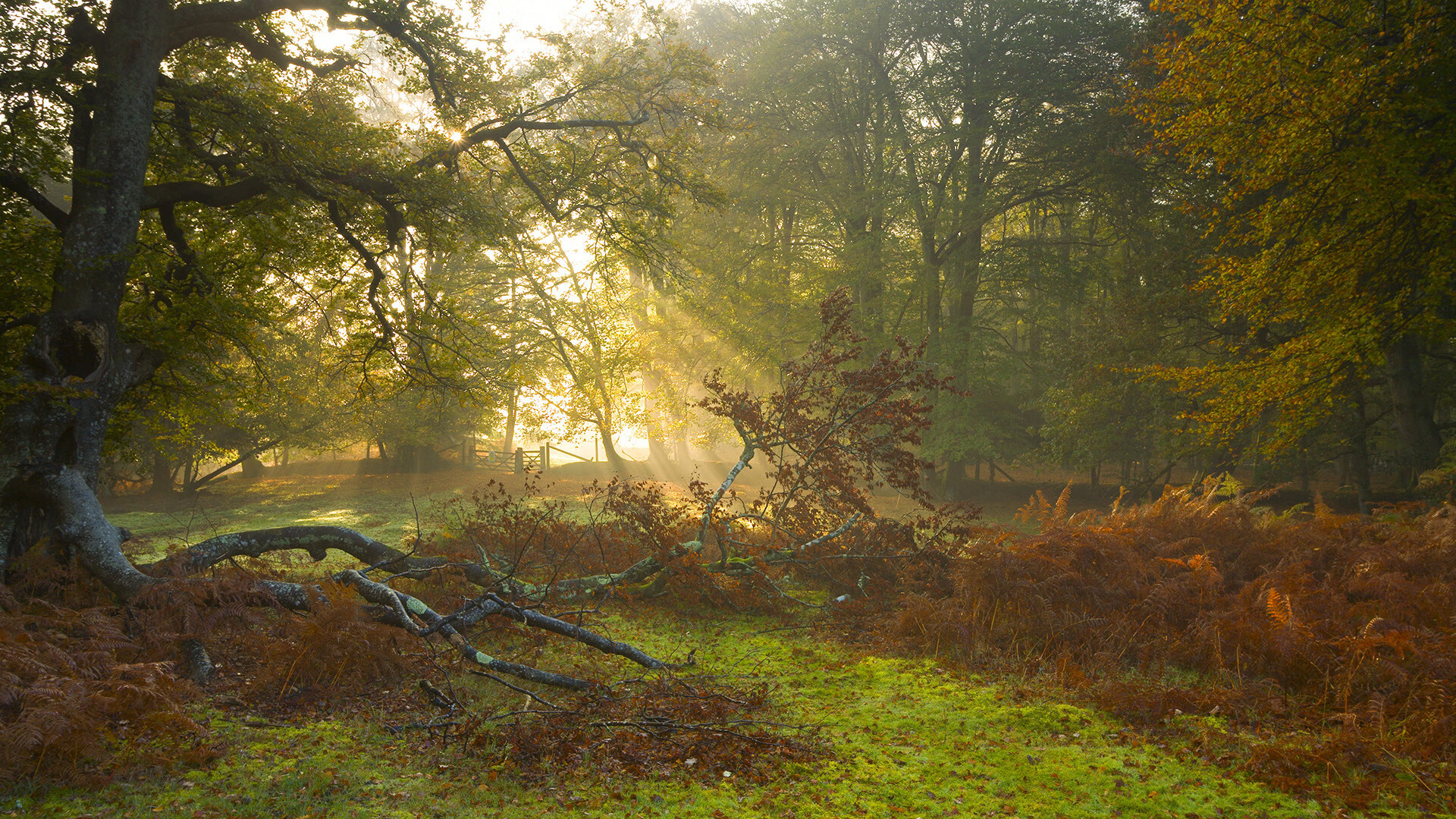 暗夜中的独舞者，格列兹曼的世界排名拯救战